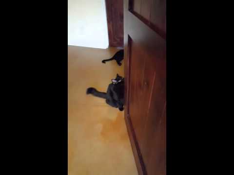 Crystal the Pet Nanny. LLC video.