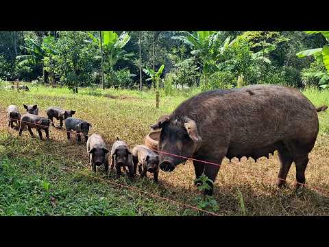 Raça Moura de suínos chama a atenção em Nonoai - Rio Grande Rural