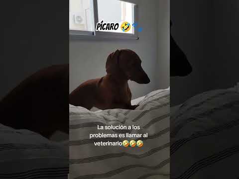 Los perros  son muuuy inteligentes😂