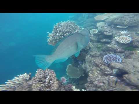 Great Barrier Reef diving. Flynn reef