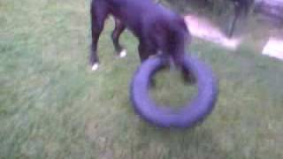 Pitbull Attack Training Pinbull attack rubber look at the final