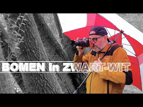 "Het Mysterie van ZWART-WIT BOMEN" - CREATIEVE BOSFOTOGRAFIE: zwart-wit, minimalistisch & abstract