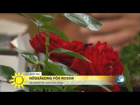 , title : 'Rosor i full blom - hör expertens bästa tips för långlivad rossäsong - Nyhetsmorgon (TV4)'