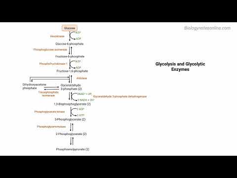 Glycolysis – Definition, Steps, Enzymes, Regulation, Result - Video