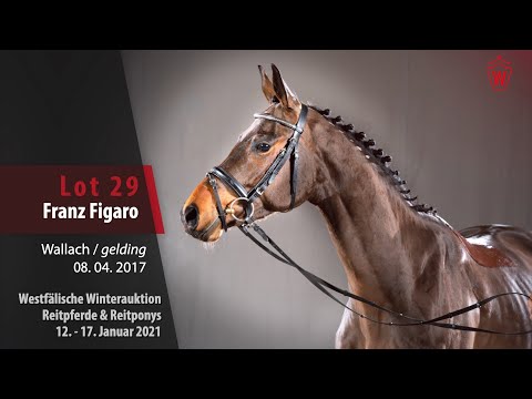 Trainingsvideo Winterauktion Lot 29 Franz Figaro Wallach v. Franziskus - Rock Forever