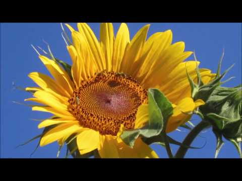 Dane Magdić - Lijepo je...