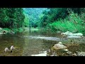 Majestic Forest Sounds Pleasant Birds Chirping Peaceful Stream In The Mountains Pleases The Soul