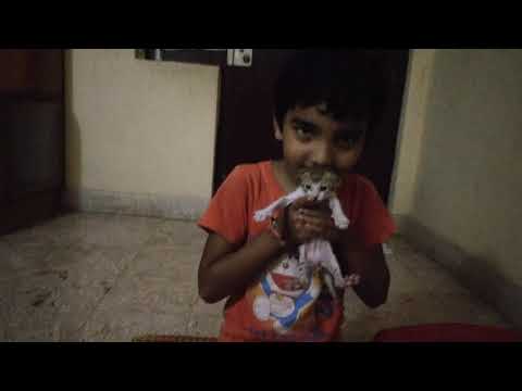 Playing with Kitten - The Cat 🐈 🐈 🐈 🐈 babies.