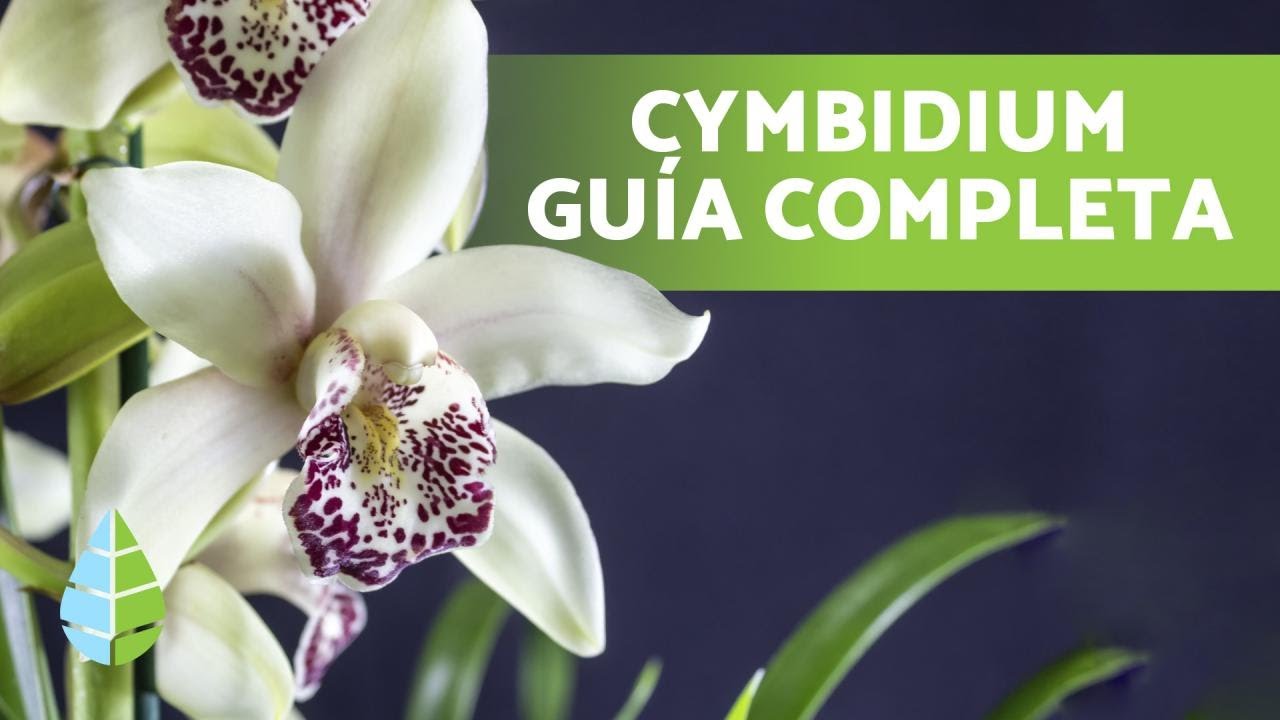 Guía de Cuidado y Plantación de la Orquídea Cymbidium