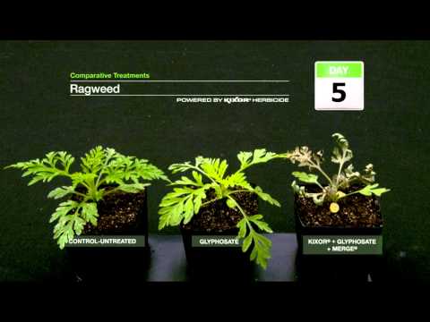 Ragweed Weed Control - Kixor herbicide time-lapse | BASF