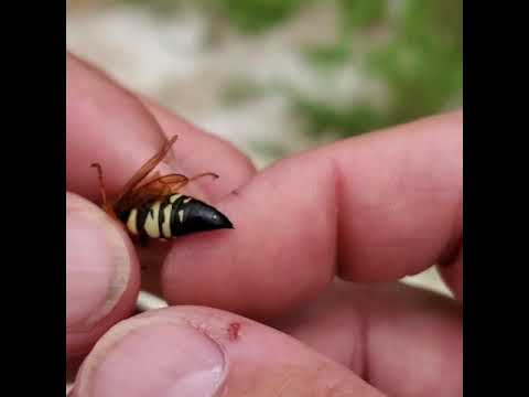 Male Bees, Wasps, Ants and Hornets Cannot Sting You!!