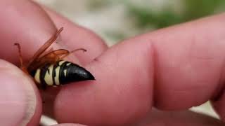 Male Bees, Wasps, Ants and Hornets Cannot Sting You!!