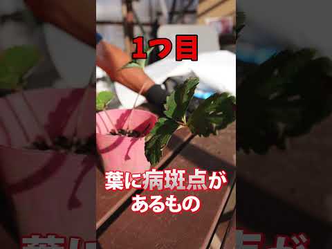 イチゴを植える時期