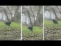 Cat Reacts To Bruce Lee S Ghost