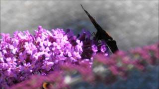 Wir wollten fliegen Music Video