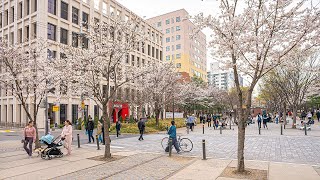 Seoul Cherry Blossom Walking on Gyeongui Line Forest Trail | Korea Travel 4K HDR