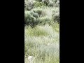 Cougar Captured In Murray