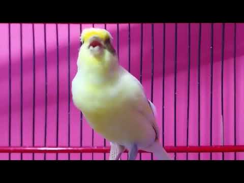 Yellow canary singing video   Timbrado canary singing beautiful melodic songs for training
