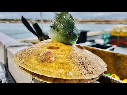 SCALLOP MANIA!! Commercial Fishing On Grand Manan Island 🇨🇦