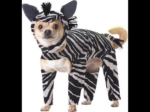 DIY zebra costume for cats