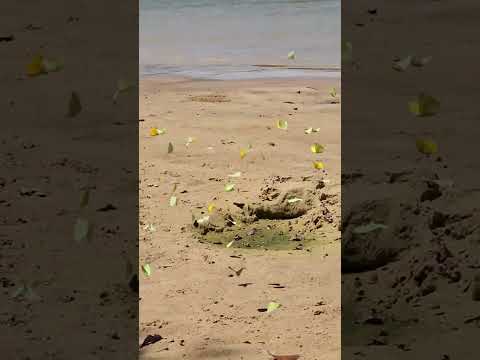 Borboletas em Ilha do Rio Juruena 🌿🦋 | Nova Bandeirantes - MT / #shorts #borboletas
