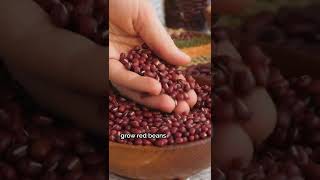 🤯 3 Facts You Didn’t Know About Red Beans #Shorts