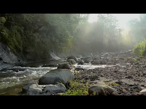 Close Up Video Of Butterfly On Flowers