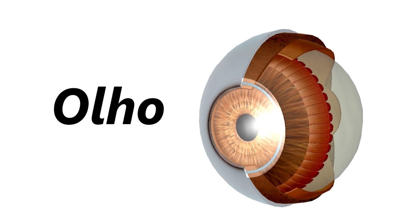 Anatomia do Olho em 3D