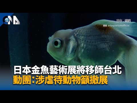 日本金魚藝術展將來台 動團：恐傷害魚擬抗議 | 生活 | 中央社 CNA