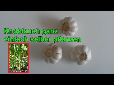 , title : 'Knoblauch aus Zehen selber ziehen - Pflanzen aus Knoblauchzehen züchten /  anbauen - ANLEITUNG'