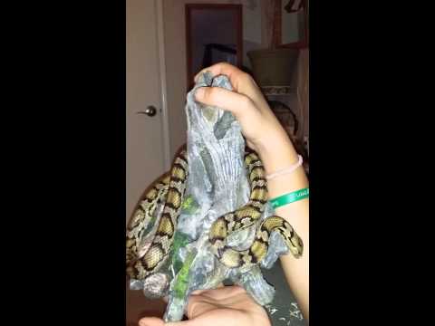 download lagu mp3 mp4 Olive Juice Photo, download lagu Olive Juice Photo gratis, unduh video klip Olive Juice Photo