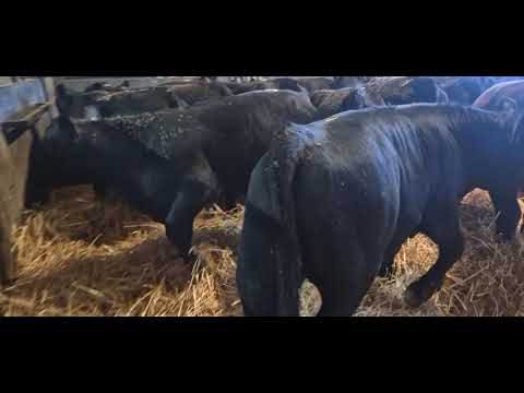 15 Proper Suckler bred angus bulls - Image 2
