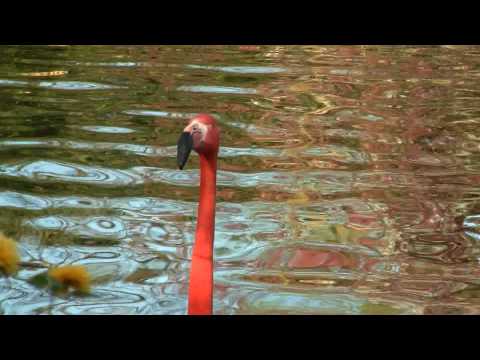 Plameniak červený (Phoenicopterus ruber) — American/Caribbean Flamingo