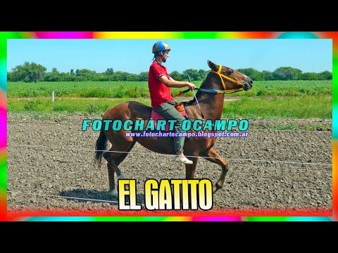 EL GATITO - Santa Sylvina - Chaco 31/03/2024