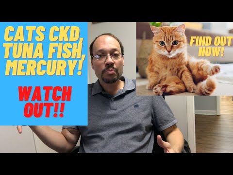 Tuna And Cats With Kidney Disease. Can They Have It Or Not? What's The Problem With It?