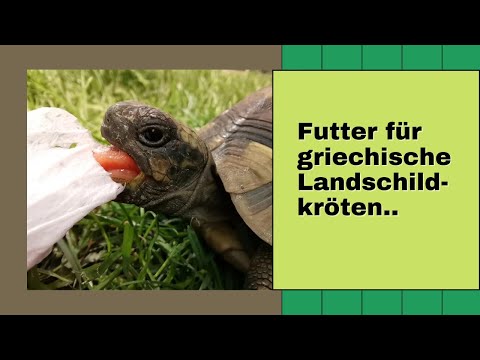 Futter für griechische Landschildkröten