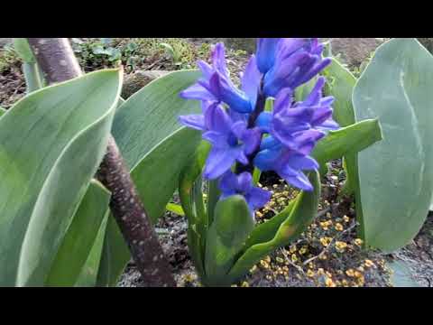 0021 - Dream Of Spring vol. 4