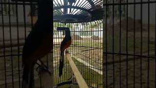 Download lagu MURAI BATU TEMBAKAN LOVEBIRD mp3