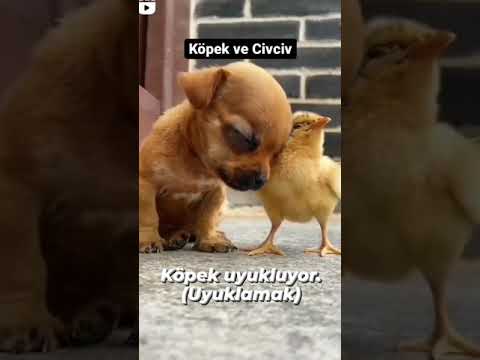 Turkish Verbs | Uyuklamak