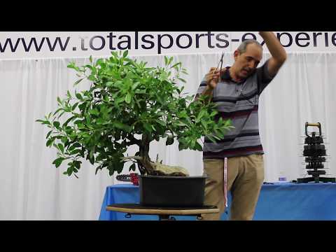 Bonsai demonstration by Enrique Castano