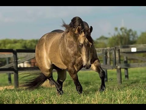 CFR CENTENÁRIO WIMPY - RIO