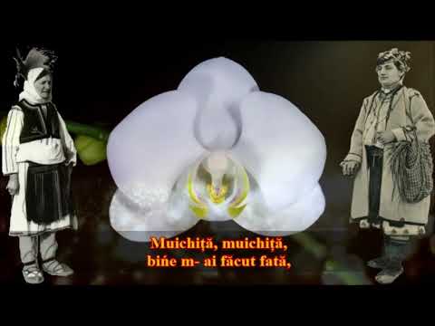 Muichiță, muichiță- Moșu Bâz (Slobodan Marković)