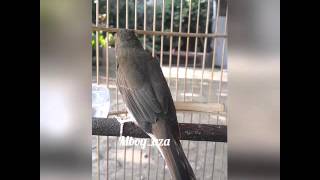 Download lagu Sikatan Rimba Coklat  ( Brown-chested Jungle Flycatcher ) mp3
