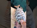 Snapperfish 2 Catch Release Shortsvideo