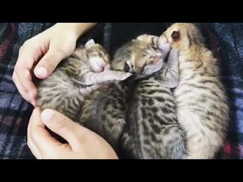 F4 Savannah Cats for Sale! Available to Reserve!