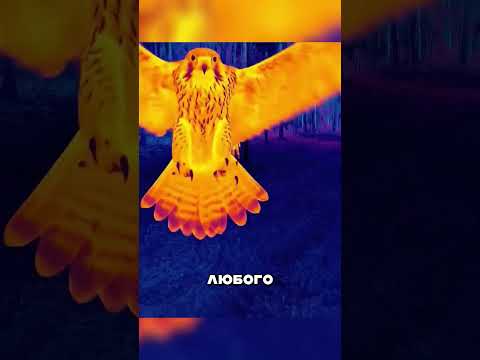 Дагестанцы ШОКИРОВАЛИ Пентагон 🤯💪