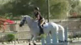 I've Tried Every Remedy || Tristan || August 6 Hunter Lesson