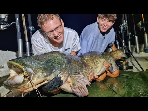 Giant catfish caught in the river!!! Catfish fishing in the river