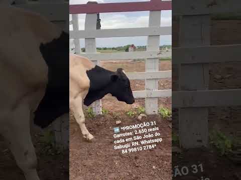 31 Garrotes: 2.650 reais cada em São João do Sabugi/ RN. Whatsapp 84 99810 2784*#gado