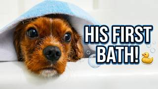 First Bath for Your Cavalier King Charles Spaniel Puppy! 🛁 Puppy Grooming Tips